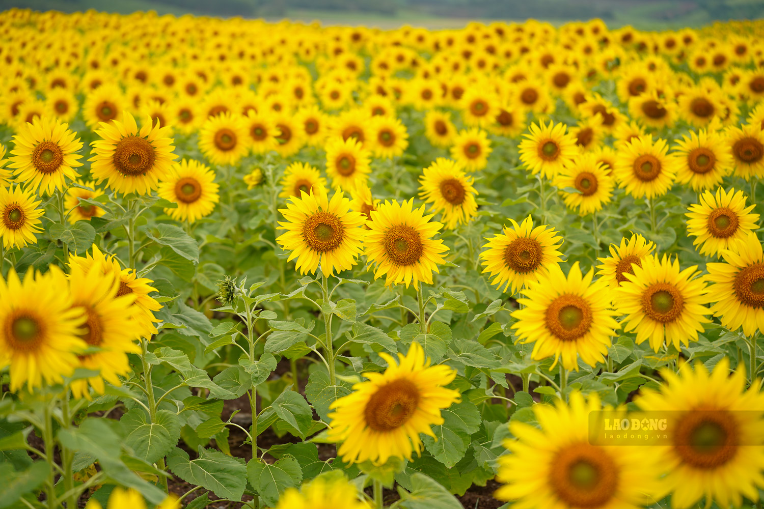 Điểm check-in được bố trí chiếc giá vẽ để du khách có cơ hội trở thành họa sĩ.