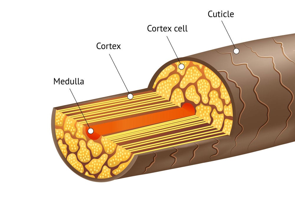 CẤU TRÚC CỦA TÓC