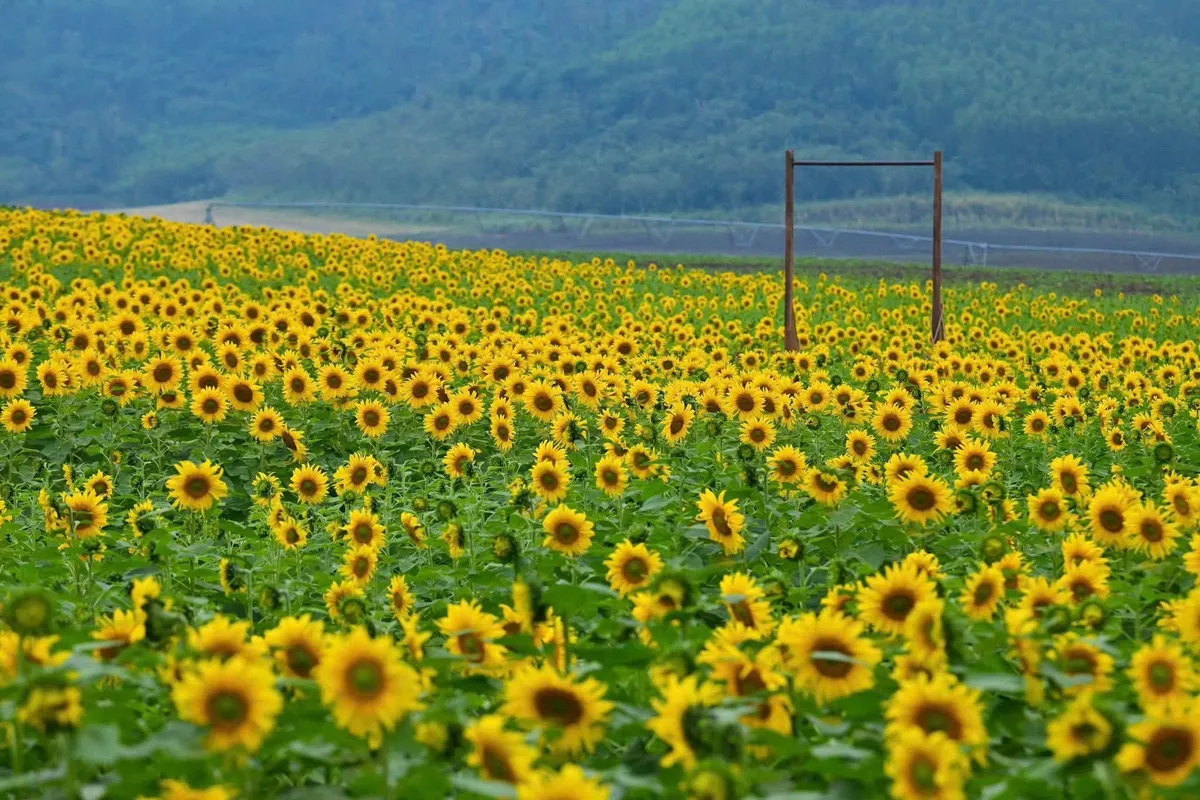 Cánh đồng hướng dương Nghệ An rực rỡ đón khách